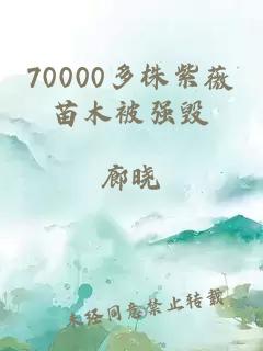 70000多株紫薇苗木被强毁